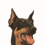 ΑΜΠΕΡΜΑΝ ΈΡ., Ντόμπερμαν