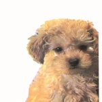 ΑΜΠΕΡΜΑΝ ΈΡ., Κανίς