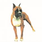 ΑΜΠΕΡΜΑΝ ΈΡ., Μπόξερ