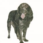 ΑΜΠΕΡΜΑΝ ΈΡ., Κόκερ