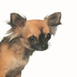 ΑΜΠΕΡΜΑΝ ΈΡ., Τσιουάουα