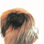 ΚΟΕΝ Τ., Πεκινουά