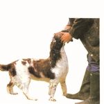 ΑΜΠΕΡΜΑΝ ΈΡ., Κυνηγόσκυλα