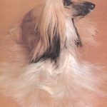 ΑΜΠΕΡΜΑΝ ΈΡ., Αφγάν