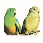 ΑΜΠΕΡΜΑΝ ΈΡ., Παπαγαλάκια