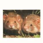 ΑΜΠΕΡΜΑΝ ΈΡ., Χάμστερ