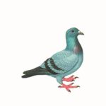 ΣΛΟΥΘ ΈΝ., Περιστέρια