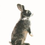 ΑΜΠΕΡΜΑΝ ΈΡ., Κουνέλια