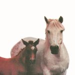 ΑΜΠΕΡΜΑΝ ΈΡ., Άλογα