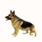 ΑΜΠΕΡΜΑΝ Έ., Λυκόσκυλα