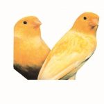 ΑΜΠΕΡΜΑΝ ΈΡ., Καναρίνια